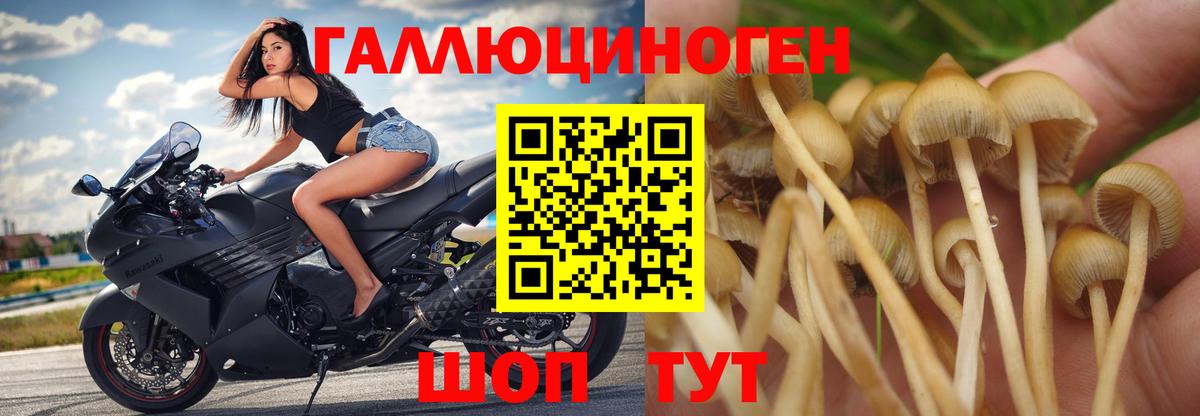 Искитим  Псилоцибиновые грибы Cubensis  Псилоцибиновые грибы прущие грибы  Вход с VPN 